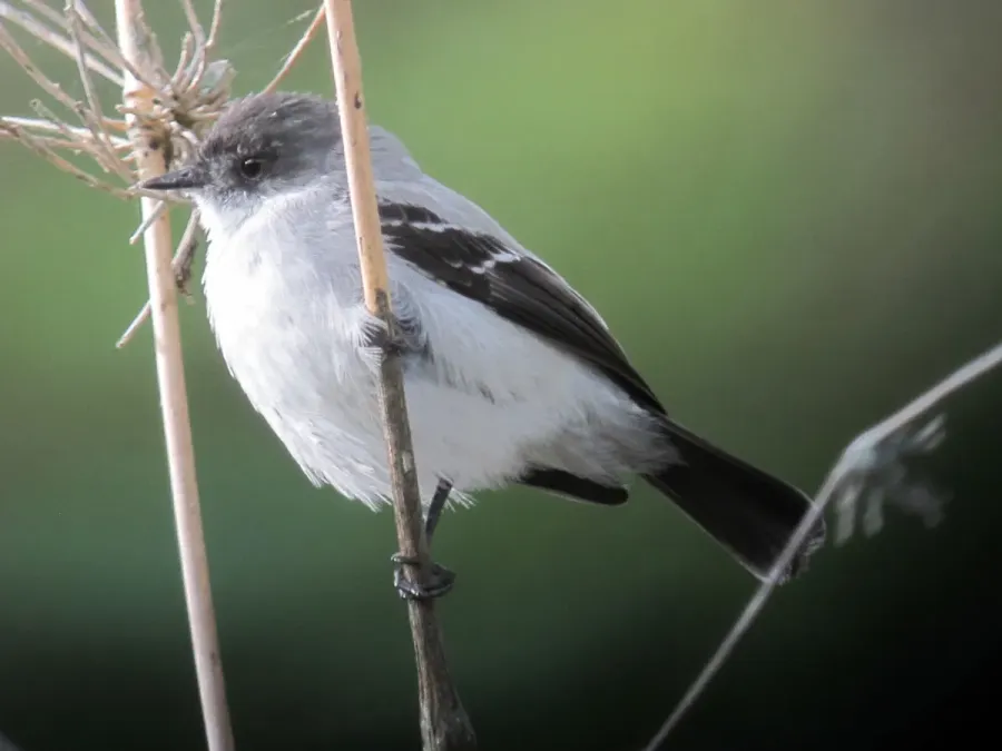 File:Serpophaga cinerea Tiranuelo salta arroyo Torrent Tyrannulet (14983625795).jpg
