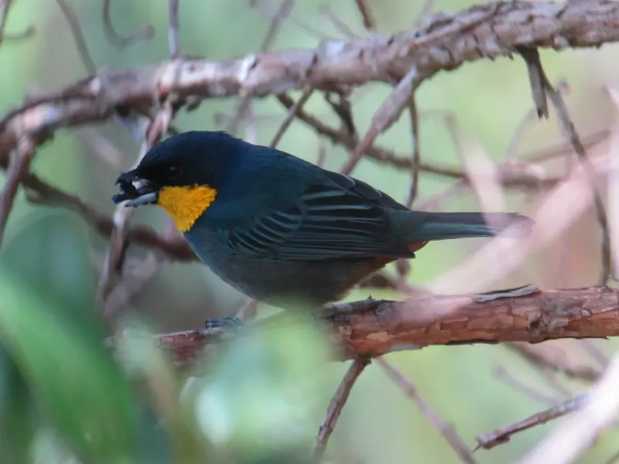 File:Iridosornis porphyrocephalus Musguerito gargantilla Purplish-mantled Tanager (14851698281).jpg