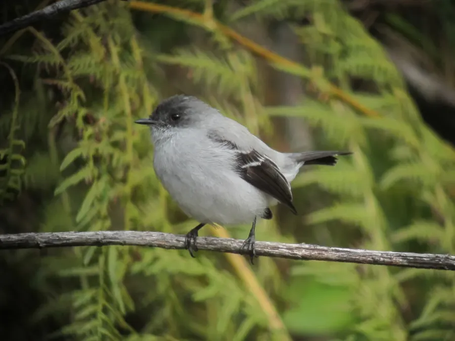 File:Serpophaga cinerea Tiranuelo salta arroyo Torrent Tyrannulet (14644850880).jpg