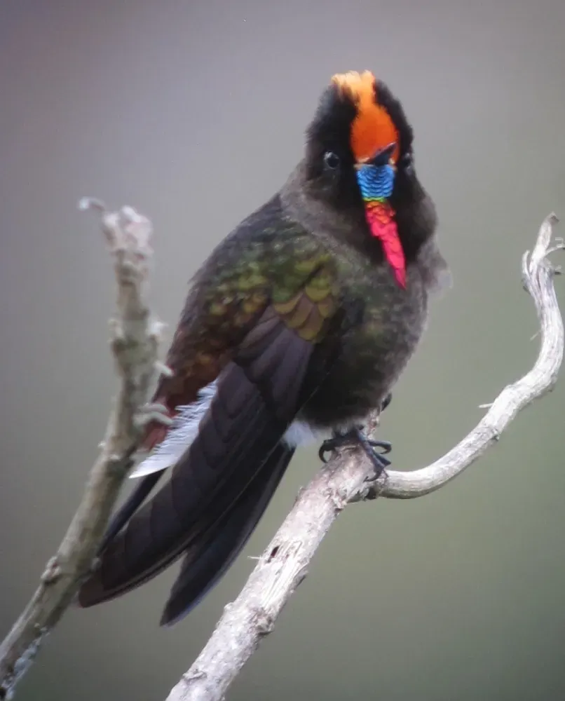 File:Chalcostigma herrani Picoespina arcoiris Rainbow-bearded Thornbill (14361829555).jpg