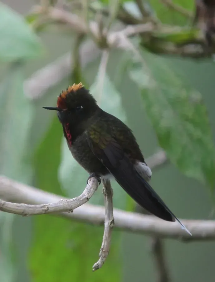 File:Chalcostigma herrani Picoespina arcoiris Rainbow-bearded Thornbill (14175134210).jpg
