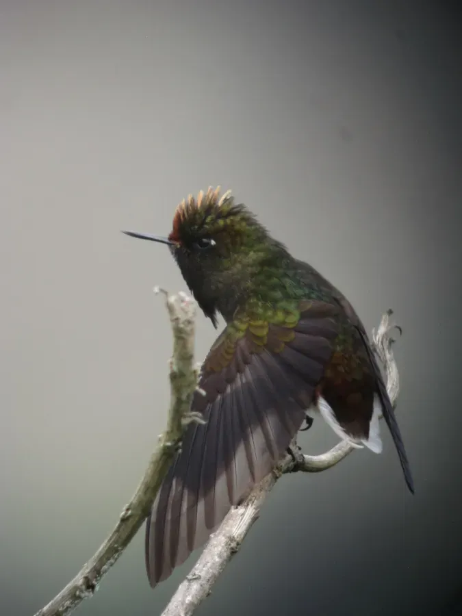 File:Chalcostigma herrani Picoespina arcoiris Rainbow-bearded Thornbill (14358302161).jpg