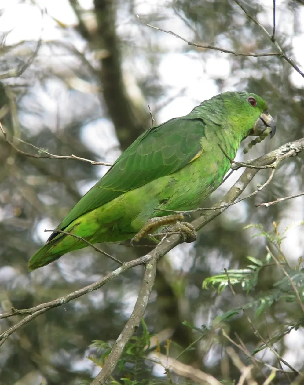 File:Amazona mercenarius Lora Andina Scaly-naped Parrot (14357866411).jpg
