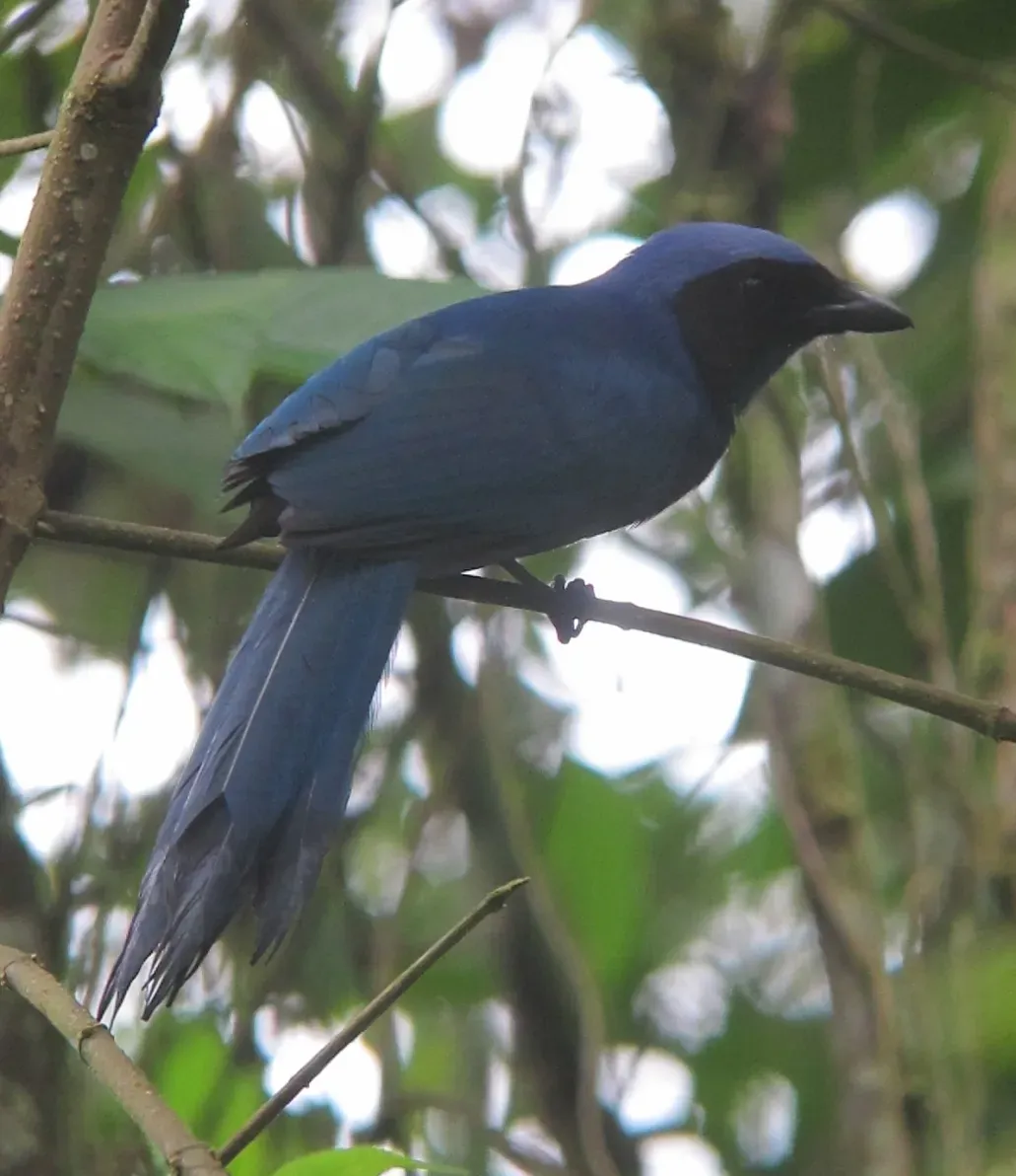 File:Cyanolyca armillata Urraca de collar Black-collared Jay (14358336782).jpg