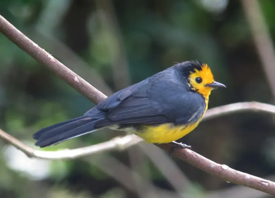 File:Myioborus ornatus Abanico cariblanco Golden-fronted Whitestart (14336736656).jpg
