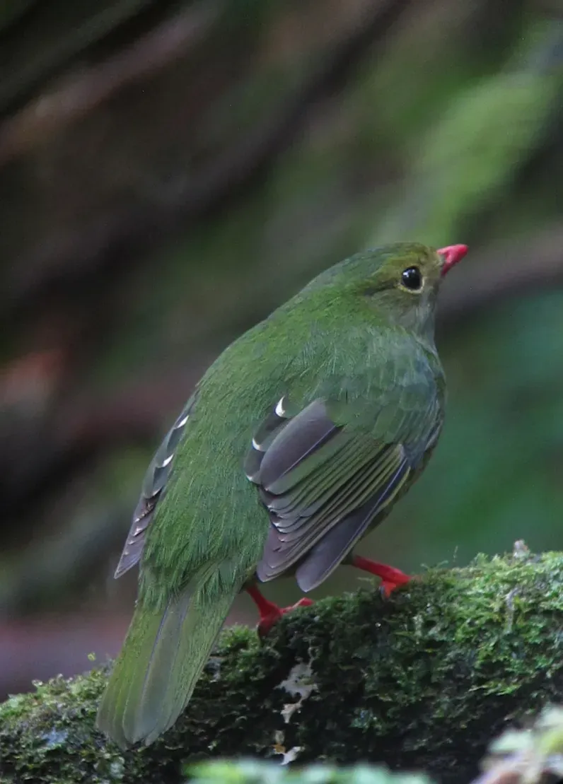 File:Pipreola riefferii Frutero verdinegro Green-and-Black Fruiteater (female) (14172042040).jpg