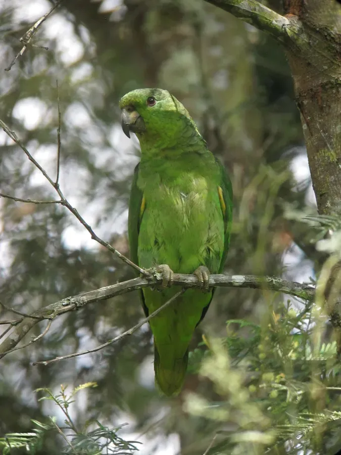 File:Amazona mercenarius Lora Andina Scaly-naped Parrot (14375953603).jpg