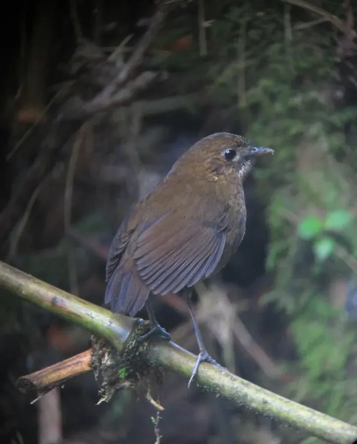 File:Grallaria milleri Tororoi de Miller Brown-banded Antpitta (14353944602).jpg