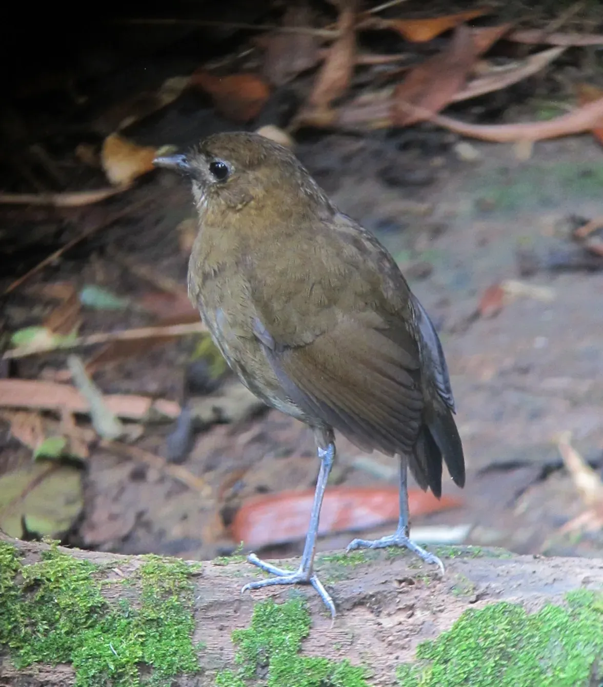 File:Grallaria milleri Tororoi de Miller Brown-banded Antpitta (14375675063).jpg