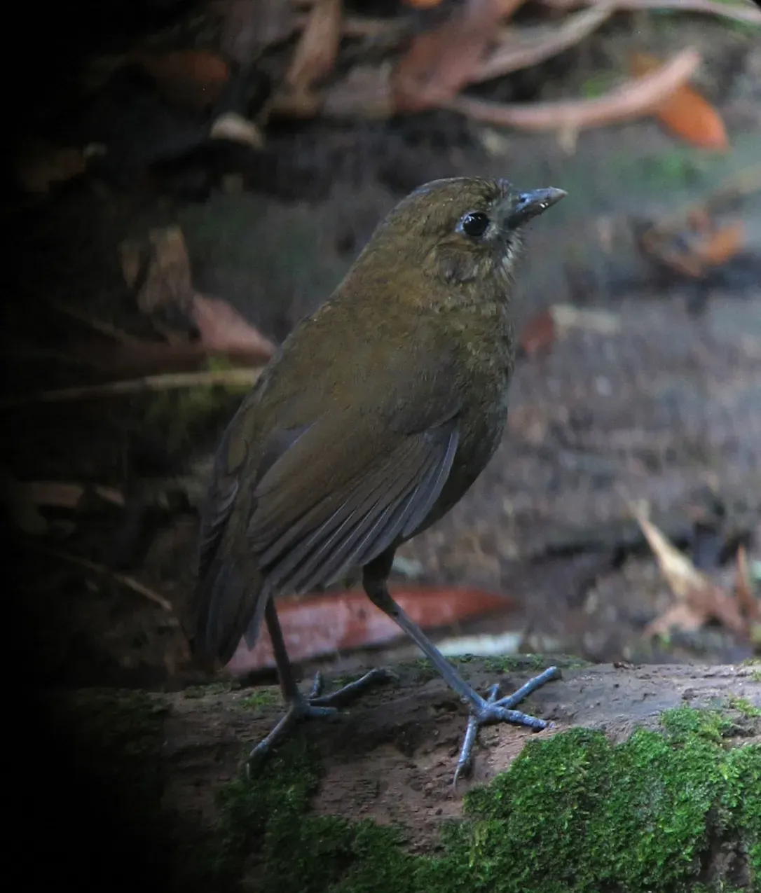 File:Grallaria milleri Tororoi de Miller Brown-banded Antpitta (14169011267).jpg