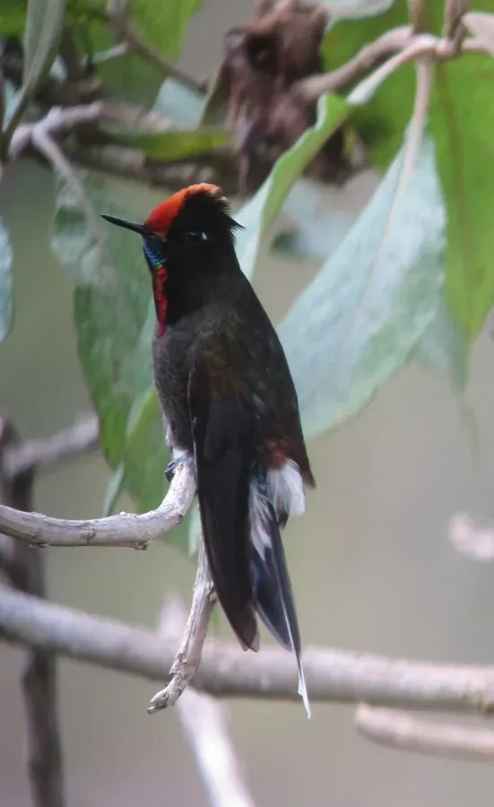 File:Chalcostigma herrani Picoespina arcoiris Rainbow-bearded Thornbill (14340018244).jpg