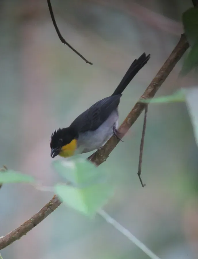 File:Atlapetes albinucha Gorrión montés gorgiamarillo White-naped Brush-Finch (13996732971).jpg
