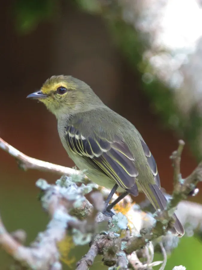 File:Zimmerius chrysops Tiranuelo cejiamarillo Golden-faced Tyrannulet (13020651623).jpg