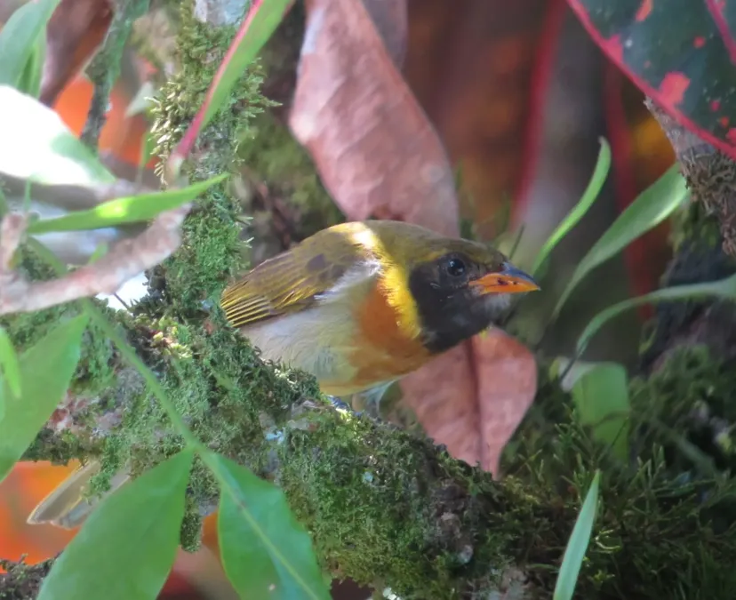 File:Hemithraupis guira Pintasilgo güira Guira Tanager (male) (12979420005).jpg
