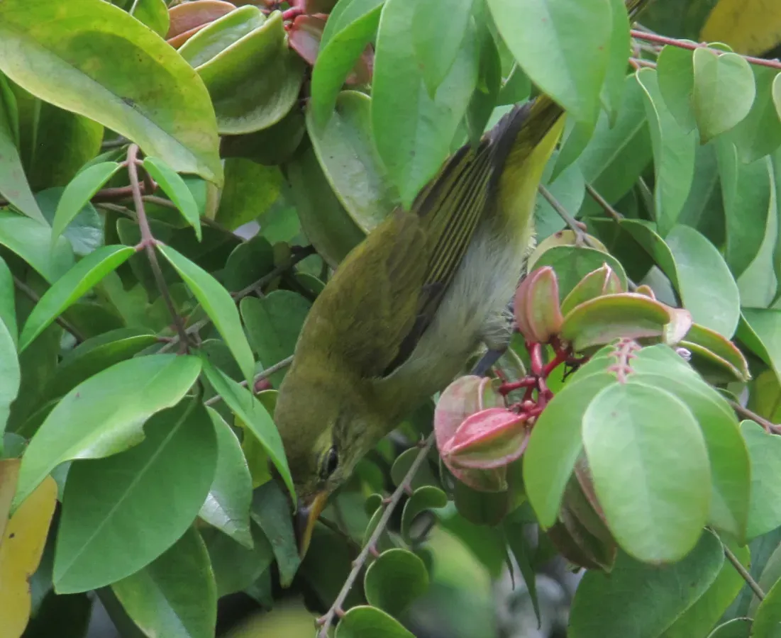 File:Hemithraupis guira Pintasilgo güira Guira Tanager (female) (12979717134).jpg
