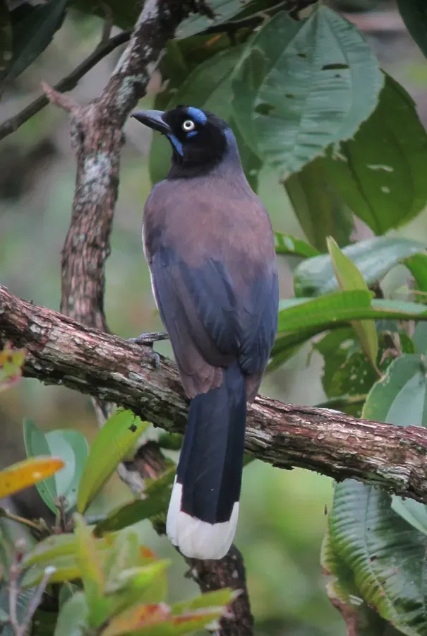 File:Cyanocorax affinis Carriquí pechiblanco Black-chested Jay (12978807065).jpg