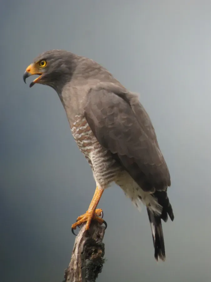 File:Rupornis magnirostris Gavilán caminero Roadside Hawk (12480876794).jpg