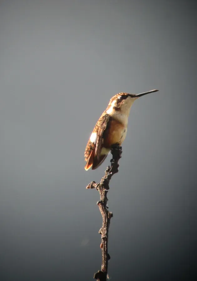 File:Chaetocercus heliodor Gorgeted Woodstar (female) (12370664484).jpg