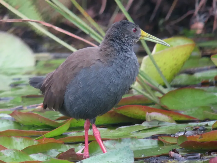 File:Pardirallus nigricans Rascón negruzco Blackish Rail (12252942793).jpg