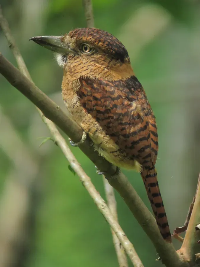 File:Nystalus radiatus Bobo barrado Barred Puffbird (12228164904).jpg