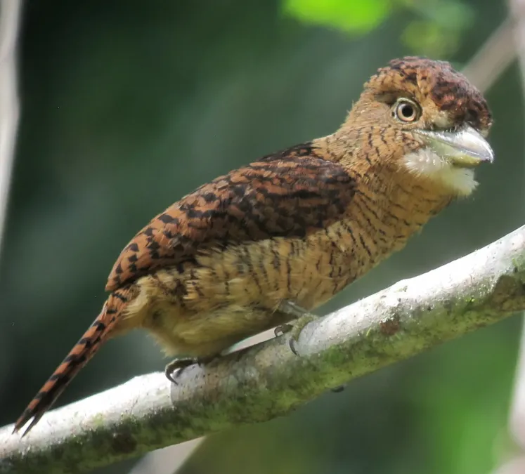 File:Nystalus radiatus Bobo barrado Barred Puffbird (12227994874).jpg