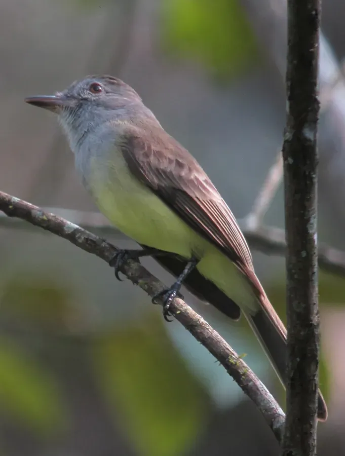 File:Myiarchus panamensis Atrapamoscas panamense Panama Flycatcher (12220435166).jpg