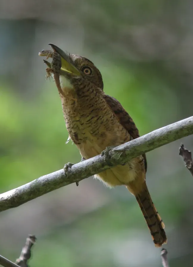 File:Nystalus radiatus Bobo barrado Barred Puffbird (12198631034).jpg
