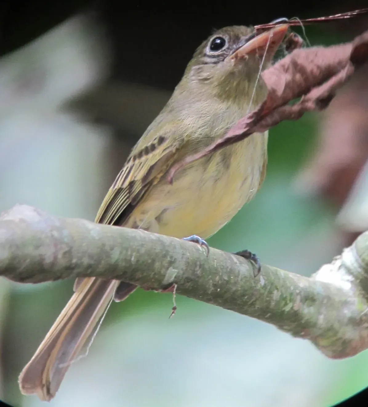File:Rhynchocyclus olivaceus Picoplano oliváceo Olivaceous flatbill (12181427675).jpg