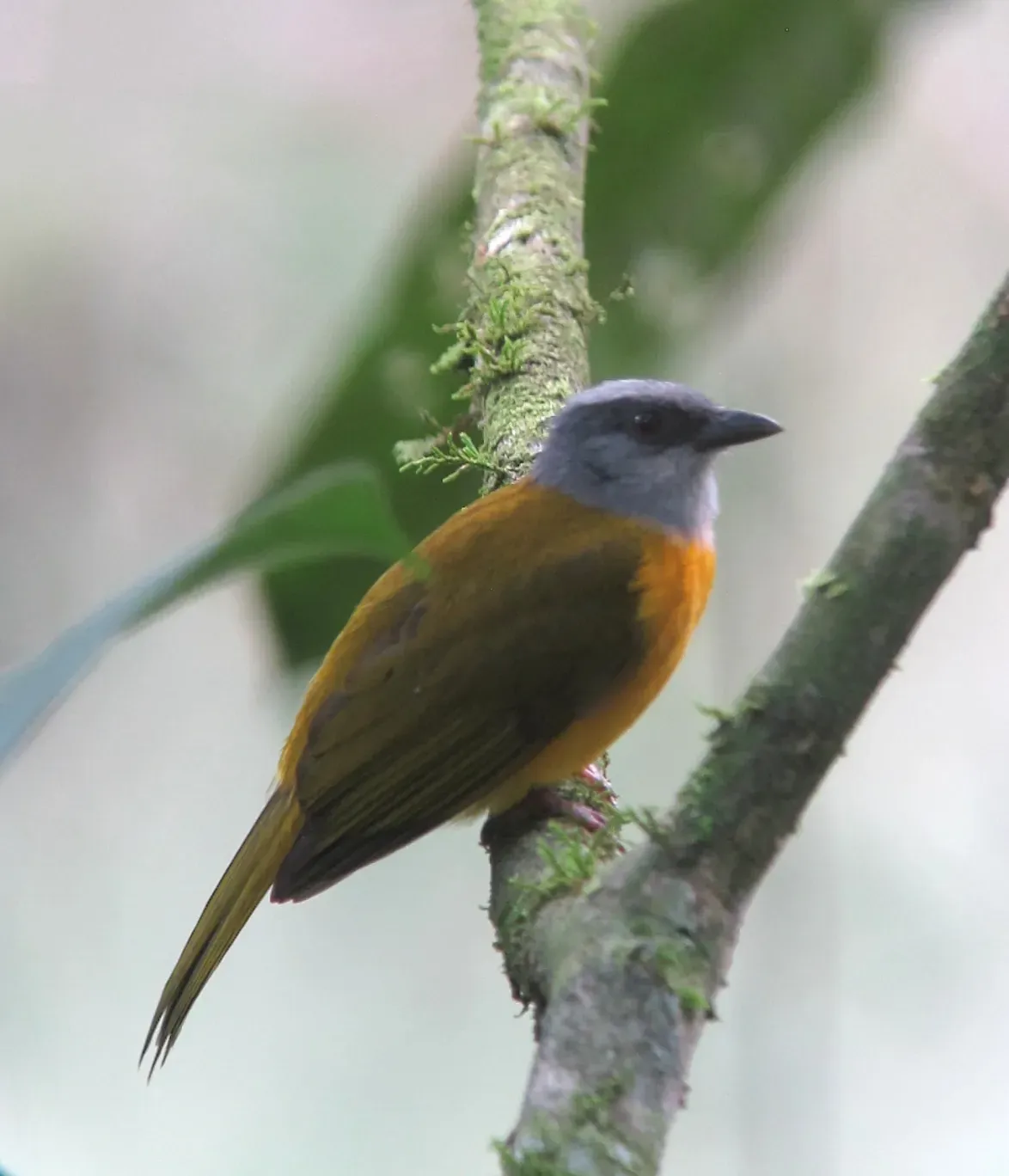 File:Eucometis penicillata Guicha hormiguera Grey-headed Tanager (12181430313).jpg