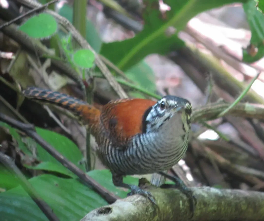 File:Cantorchilus nigricapillus Cucarachero ribereño Bay wren (12180504216).jpg