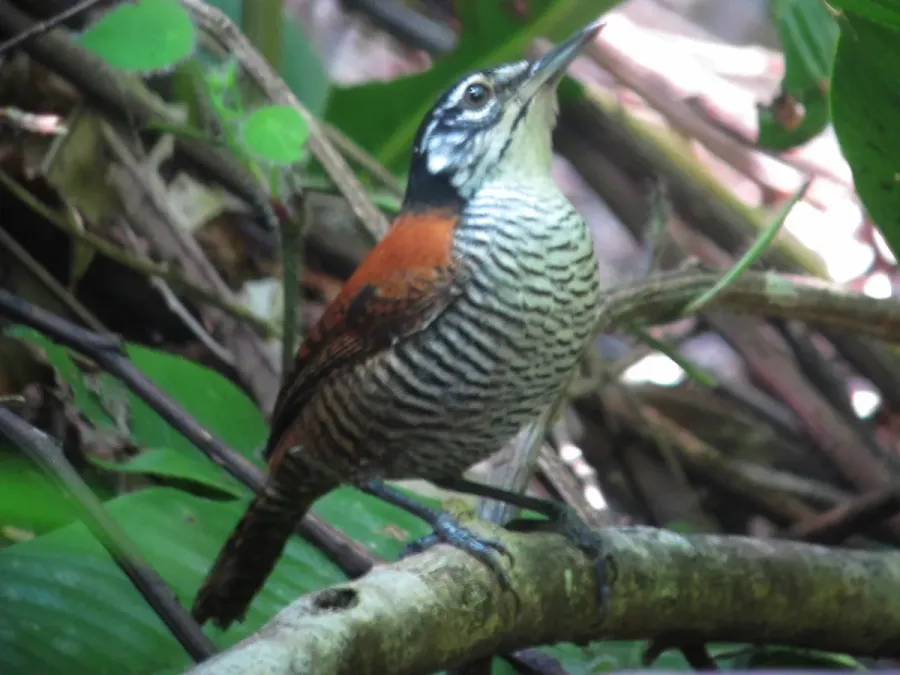 File:Cantorchilus nigricapillus Cucarachero ribereño Bay wren (12180505396).jpg