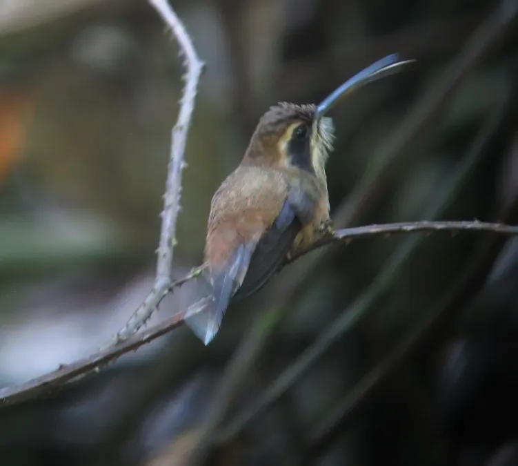 File:Phaethornis striigularis Ermitaño gorgirrayado Stripe-throated Hermit (12180113903).jpg