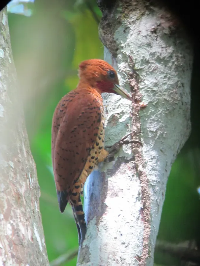 File:Celeus loricatus Carpintero canelo Cinnamon Woodpecker (male) (12180117183).jpg