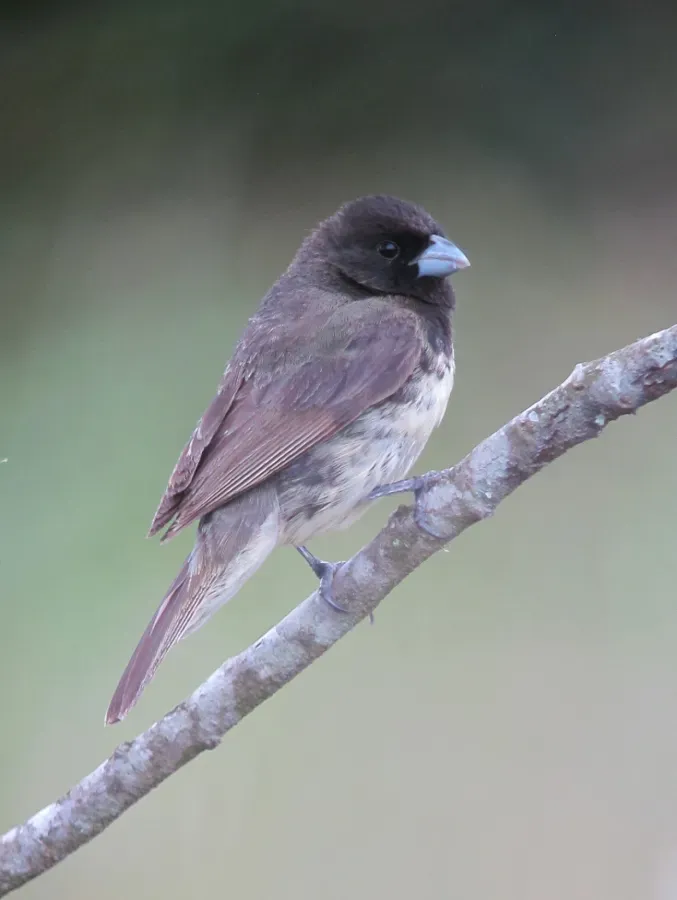 File:Sporophila nigricollis Espiguero capuchino Yellow-bellied Seedeater (11482712664).jpg
