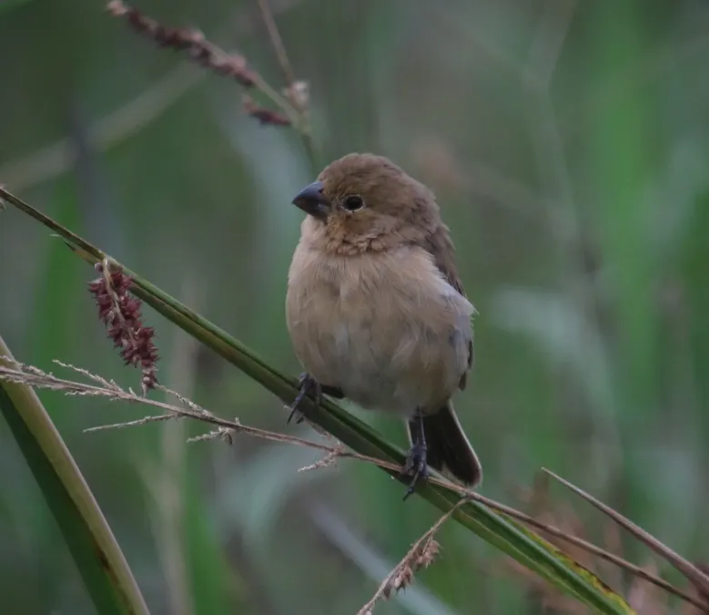File:Sporophila minuta Espiguero ladrillo Ruddy-breasted Seedeater (female) (11482619296).jpg