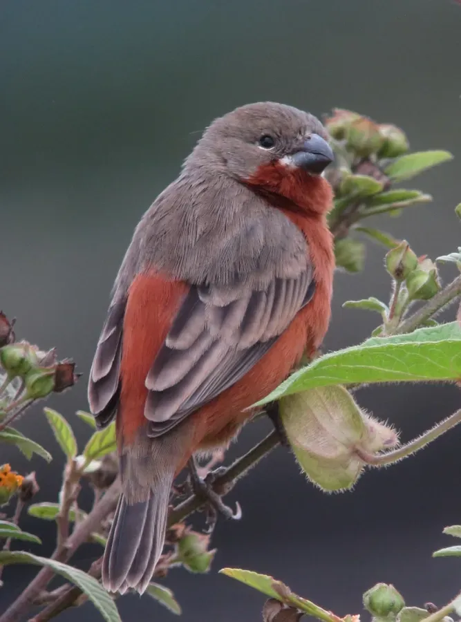 File:Sporophila minuta Espiguero ladrillo Ruddy-breasted Seedeater (11481101056).jpg