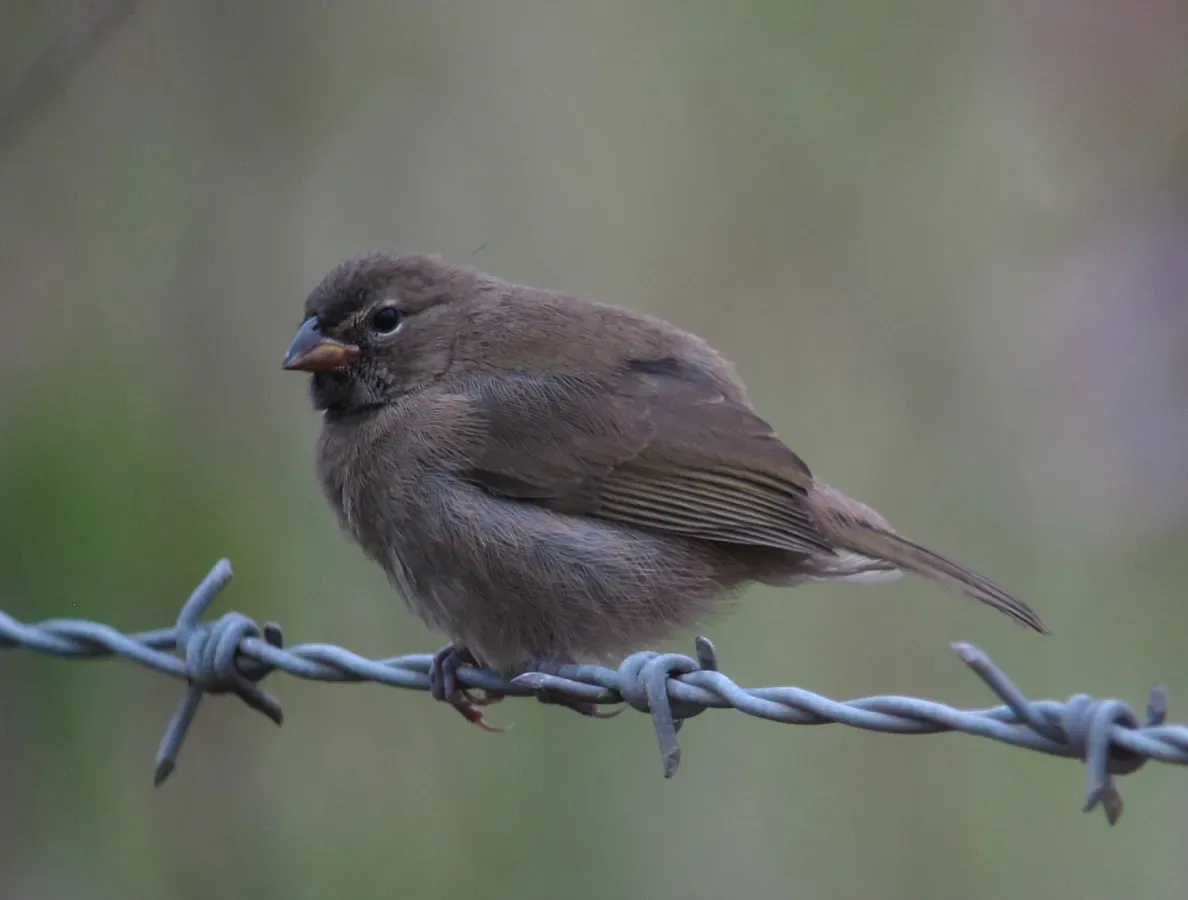 File:Tiaris olivaceus Semillero cariamarillo Yellow-faced Grassquit (female) (11480491436).jpg