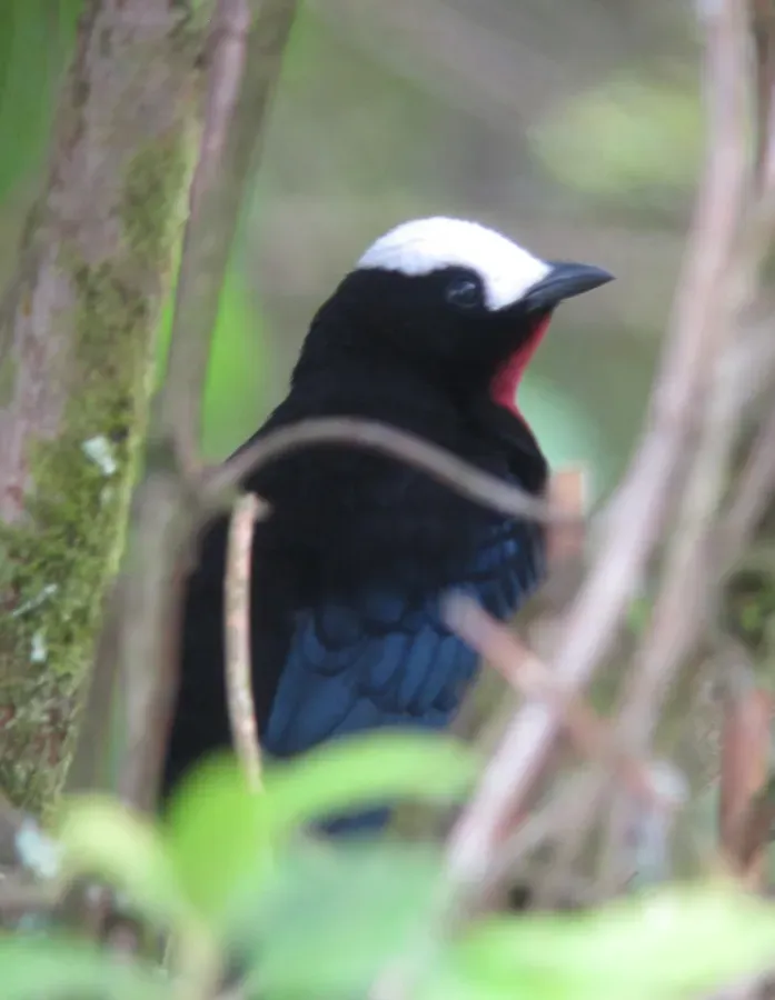 File:Sericossypha albocristata Pollo de monte White-capped Tanager (11468205236).jpg