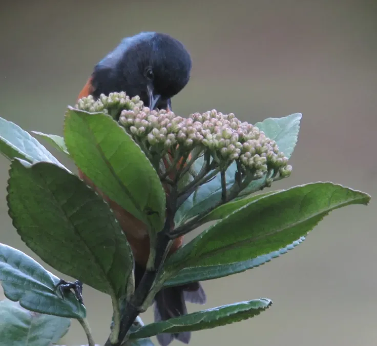 File:Conirostrum sitticolor Conirrostro encapuchado Blue-backed Conebill (11344332875).jpg