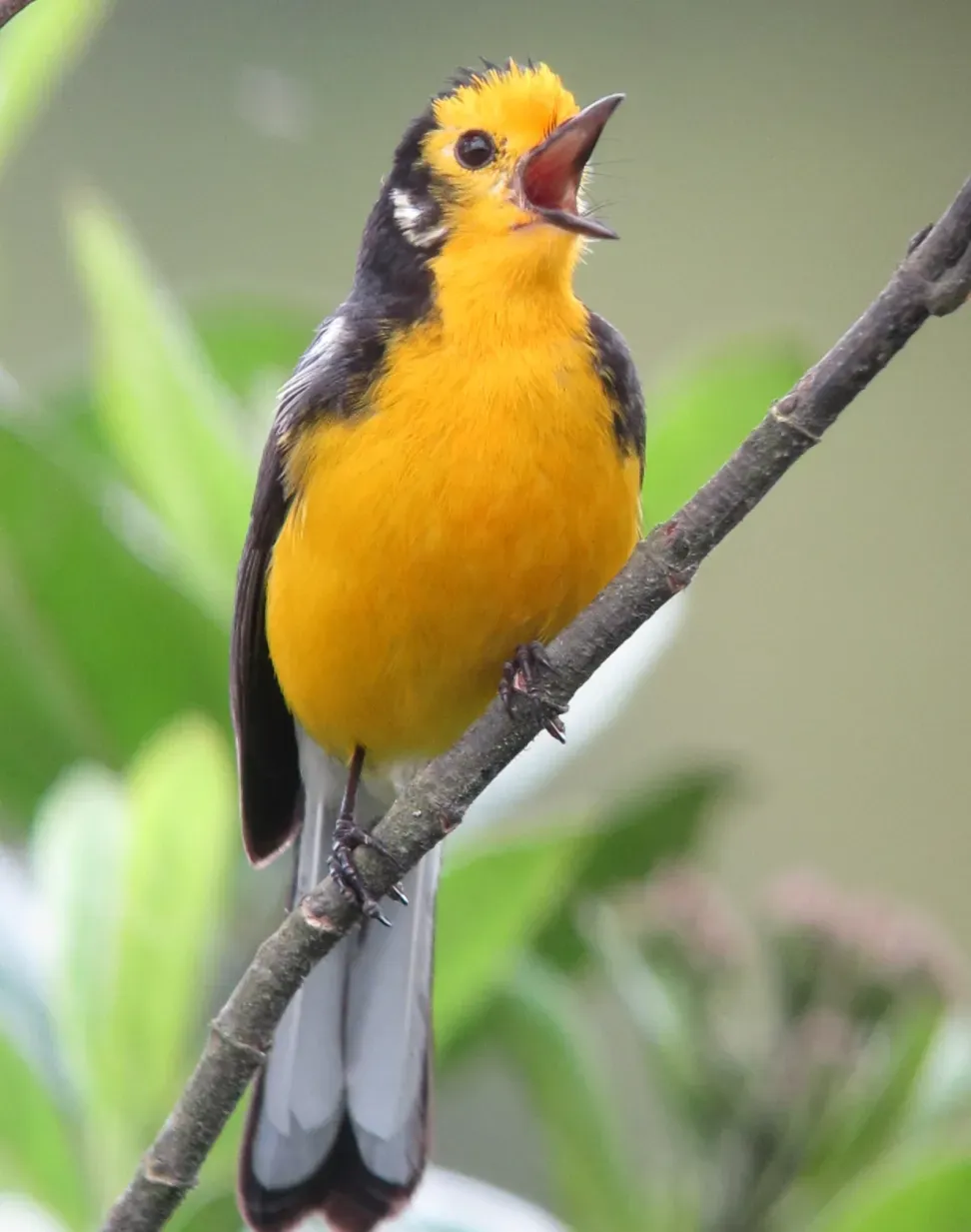 File:Myioborus ornatus Abanico cariblanco Golden-fronted Whitestart (11344300884).jpg