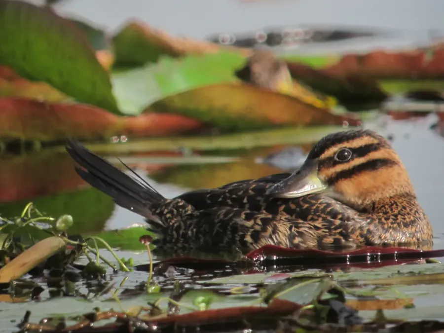 File:Nomonyx dominicus Pato enmascarado Masked Duck (female) (11329665986).jpg