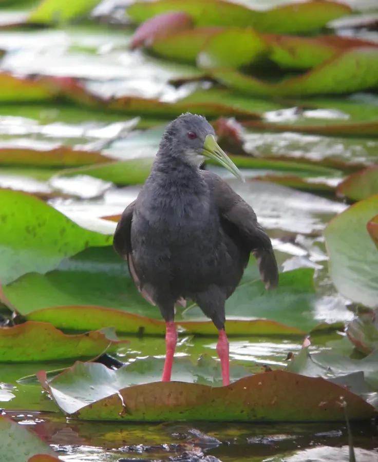 File:Pardirallus nigricans Rascón negruzco Blackish Rail (11323951756).jpg