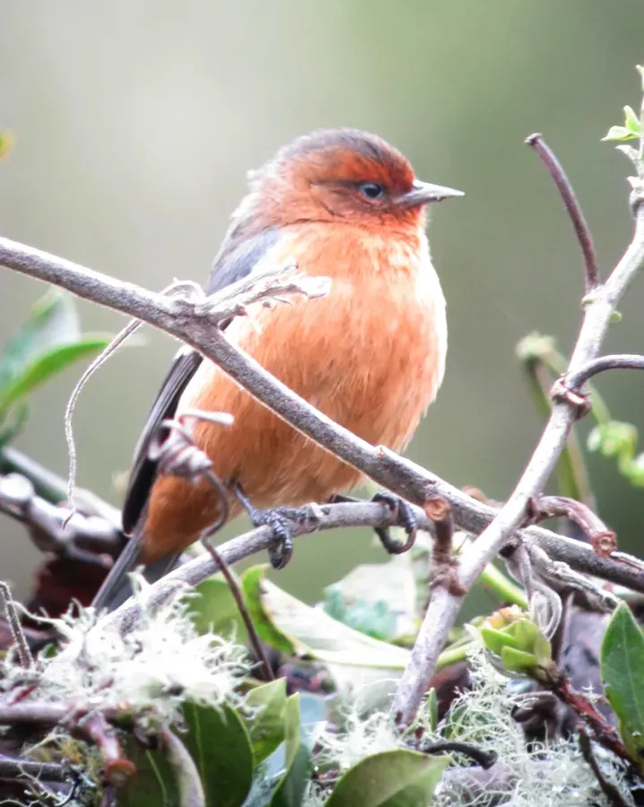 File:Conirostrum rufum Conirrostro rufo Rufous-browed Conebill (8741939991).jpg