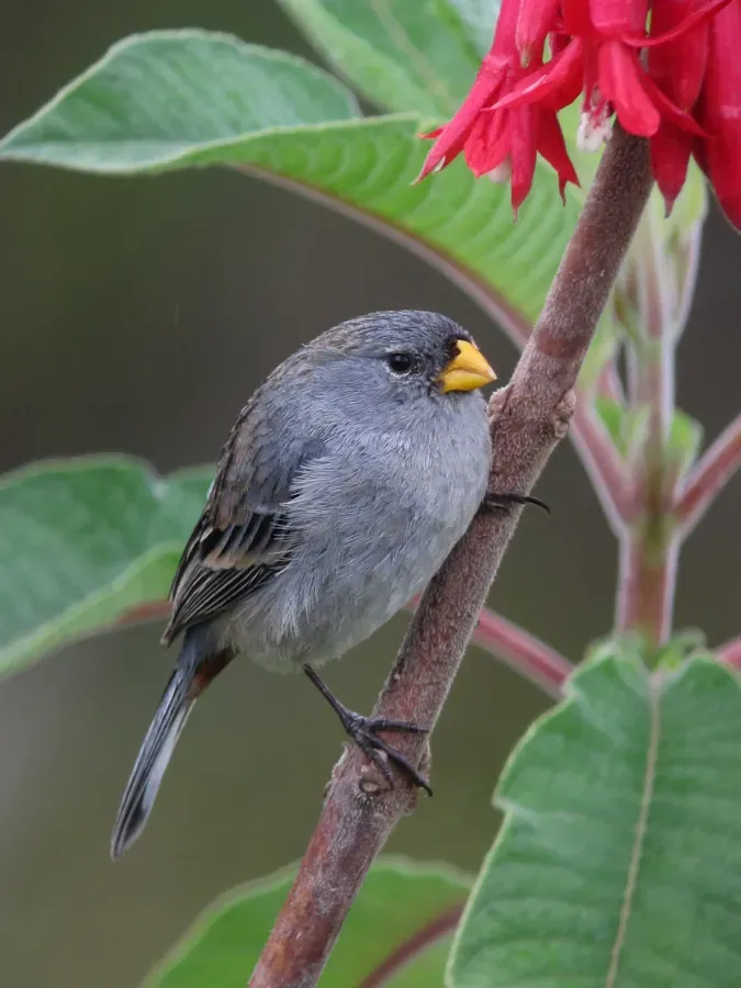 File:Catamenia analis Semillero coliblanco Band-tailed Seedeater (8741940231).jpg