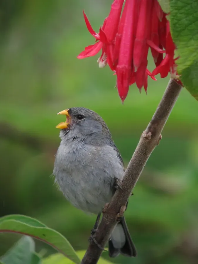 File:Catamenia analis Semillero coliblanco Band-tailed Seedeater (8741940631).jpg