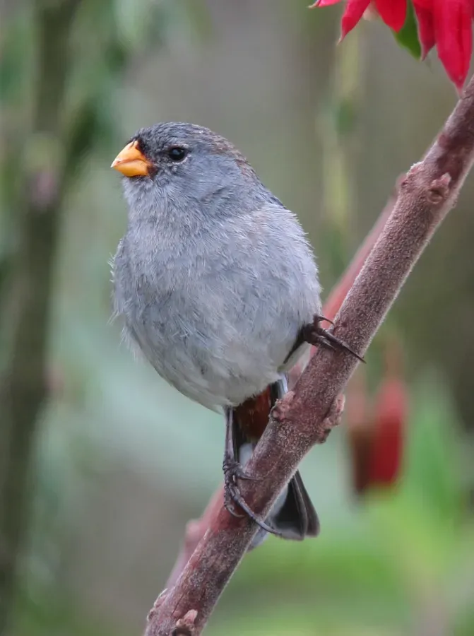File:Catamenia analis Semillero coliblanco Band-tailed Seedeater (8741940837).jpg
