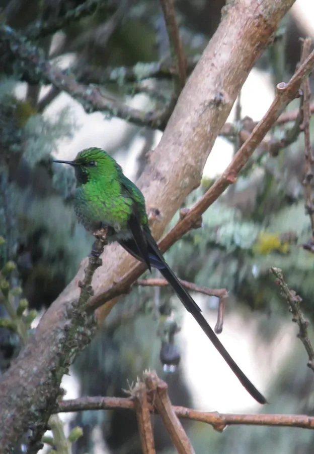 File:Lesbia nuna Cometa coliverde Green-tailed Trainbearer (8743056764).jpg
