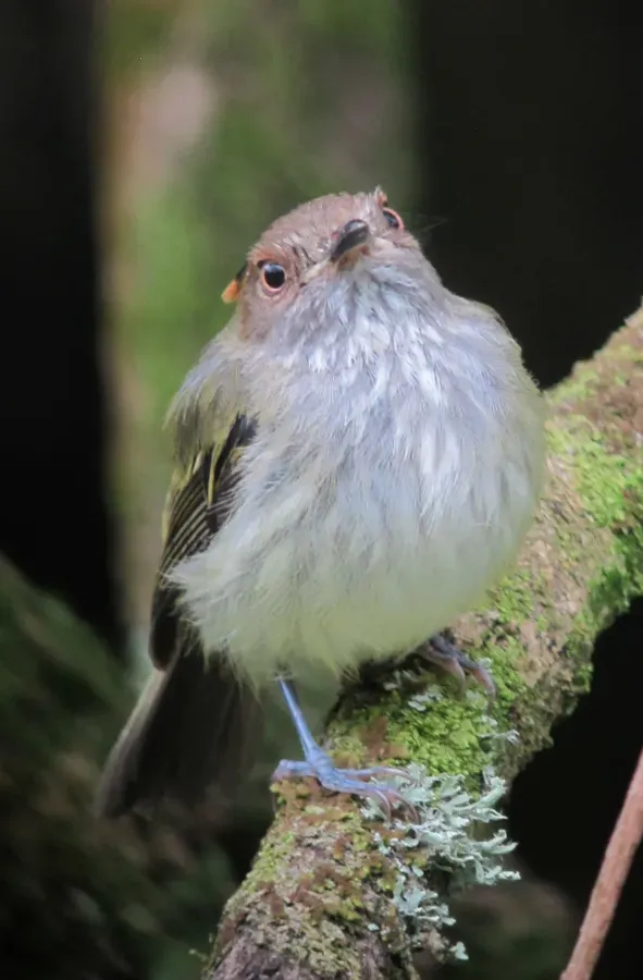 File:Lophotriccus pileatus Tiranuelo crestibarrado Scale-crested Pygmy-Tyrant (8740232138).jpg