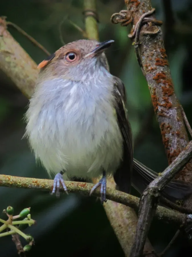 File:Lophotriccus pileatus Tiranuelo crestibarrado Scale-crested Pygmy-Tyrant (8740232444).jpg