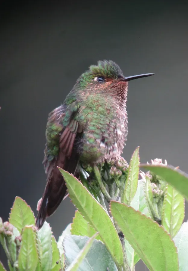 File:Metallura williami Metalura verde Viridian Metaltail (8729337205).jpg